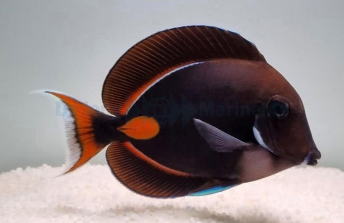 Acanthurus achilles - Achilles - Doktor SM