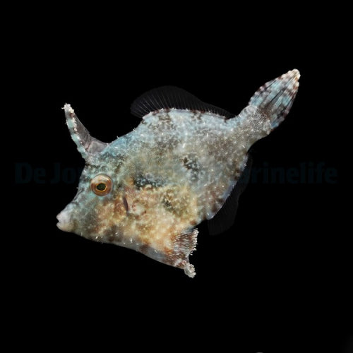 Acreichthys tomentosus Seegrass-Feilenfisch Glasrosenfresser