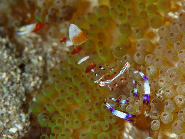 Ancylomenes Holthuisi - Anemonen-Partnergarnele
