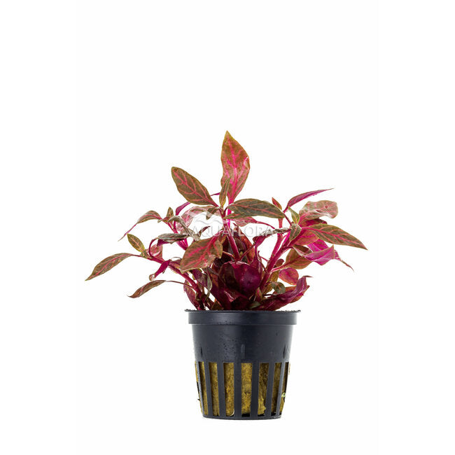 Alternanthera reineckii ‘Rosanervig’ | Rosarote Aquariumpflanze mit auffälliger Blattzeichnung