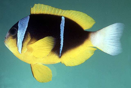 Amphiprion allardi – Afrikanischer Anemonenfisch