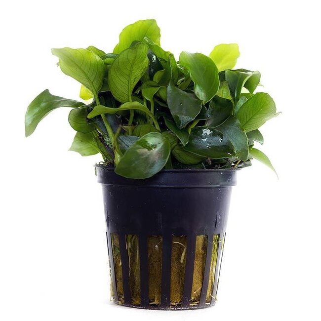 Anubias barteri var. nana ‘Mini’ | Winzige, pflegeleichte Aufsitzerpflanze