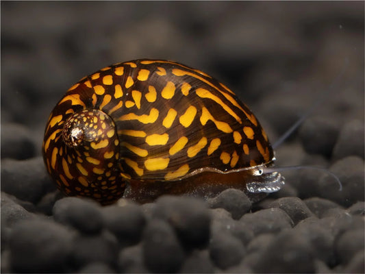 Batik Rennschnecke - Neritina Variegata