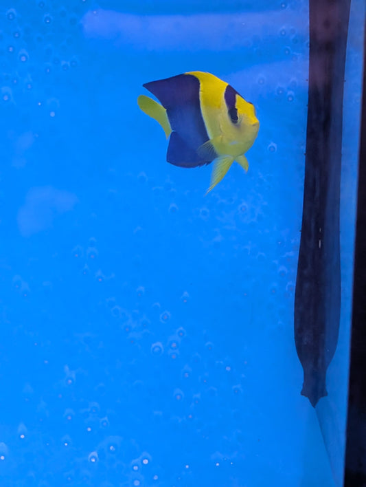 Centropyge bicolor - Blaugelber Zwergkaiserfisch