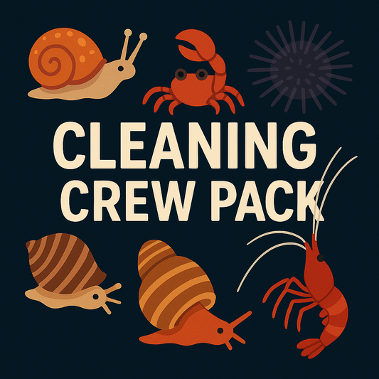 🪸 XL – Cleaning Crew – ab 500 L