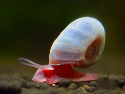 Blaue Posthornschnecke - Planorbarius Corneus