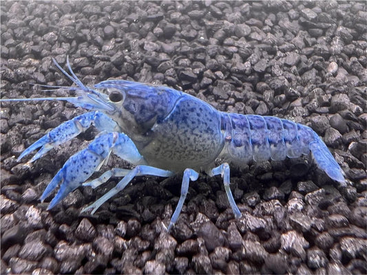 Blauer Floridakrebs - Procambarus Alleni