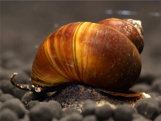 Blue Berry Schnecke - Notopala sp.