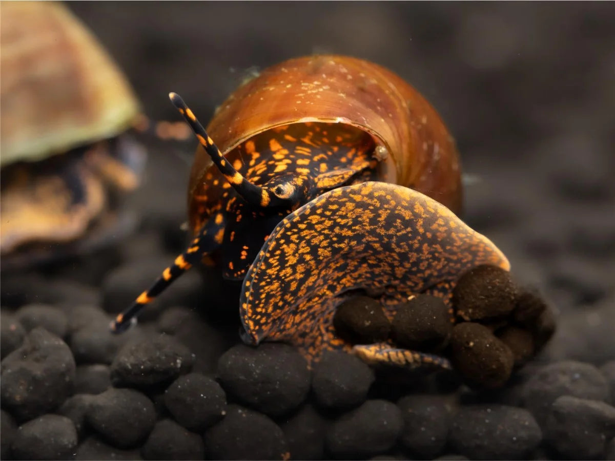 Blue Berry Schnecke - Notopala sp.
