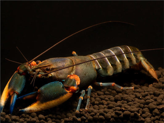 Blue Kong Red Claw Flusskrebs - Cherax Alyciae