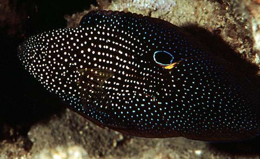 Komet-Mirakelbarsch (Calloplesiops altivelis) – XL