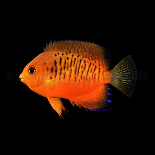 Centropyge shepardi (Shepard’s Zwergkaiserfisch)