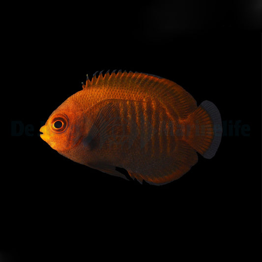 Centropyge aurantia Nachzucht