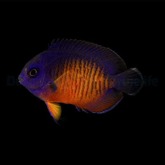 Centropyge aurantia Nachzucht