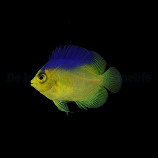 Centropyge colini Nachzucht