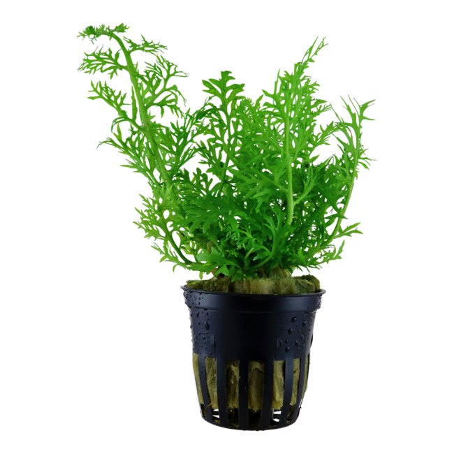 Ceratopteris thalictroides | Schnellwüchsiger Schwimmfarn für Aquarien & Aufzuchtbecken