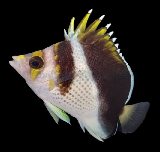 Chaetodon spp. (Hybrid - Backcross)