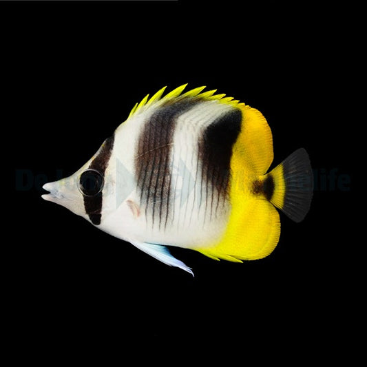 Chaetodon ulietensis (Doppelfleck-Falterfisch)