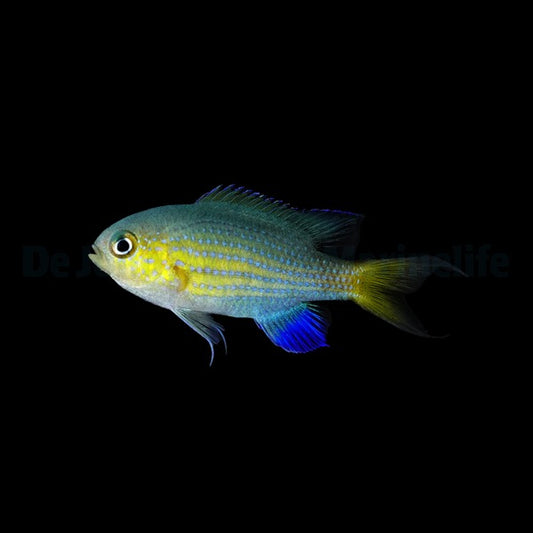 Chromis vanderbilti