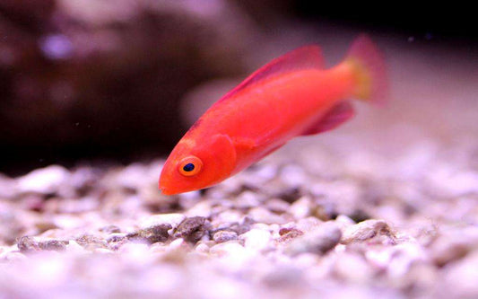Cirrhilabrus shutmani - Magma Zwerglippfisch, Topp-Rarität!