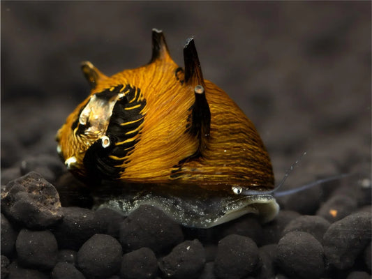 Geweihschnecke Sun - Cliton Sp.