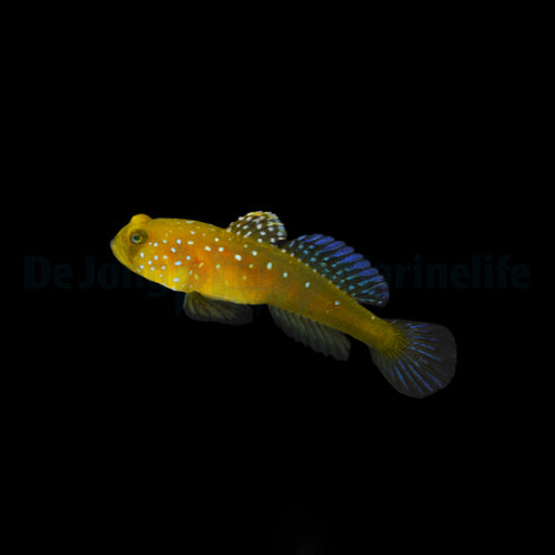 Cryptocentrus cinctus  Gelbe Wächtergrundel