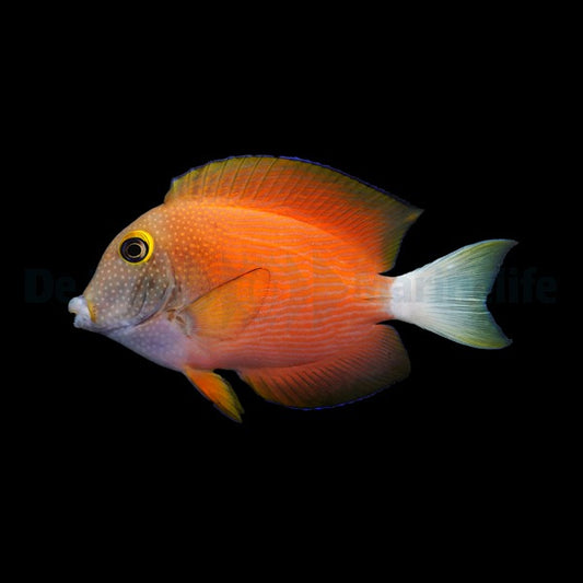 Ctenochaetus flavicauda (Weißschwanz-Borstenzahndoktor)