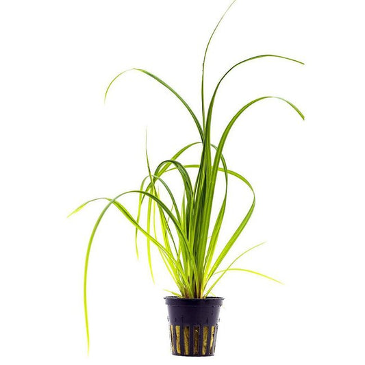 Cyperus helferi | Elegante, grasartige Aquariumpflanze für Mittel- & Hintergrund