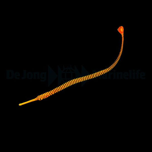 Dunckerocampus pessuliferus Nachzucht