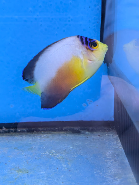 Centropyge multicolor - Vielfarben Zwergkaiserfisch