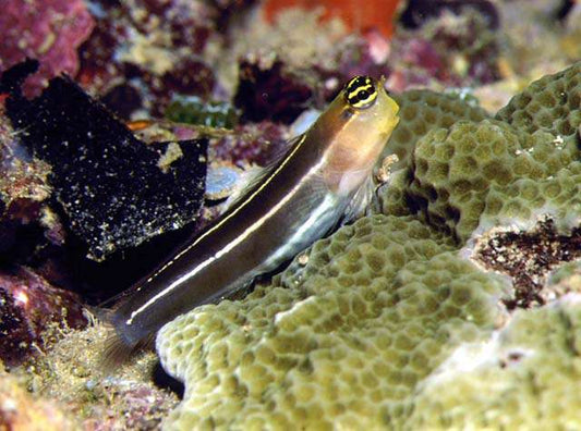 Ecsenius lineatus - Male-Blenni