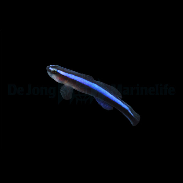 Elacatinus oceanops  Putzergrundel, Neongrundel  DNZ
