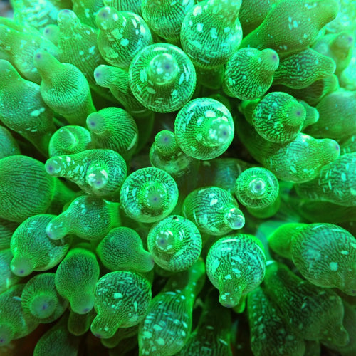 Entacmaea quadricolor Grün