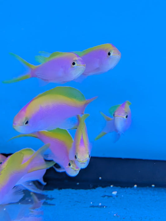 Pseudanthias evansi - Mirolabrichthys evansi