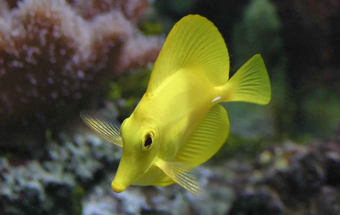 Angebot Zebrasoma flavescens – Gelber Hawaii Doktorfisch NACHZUCHT