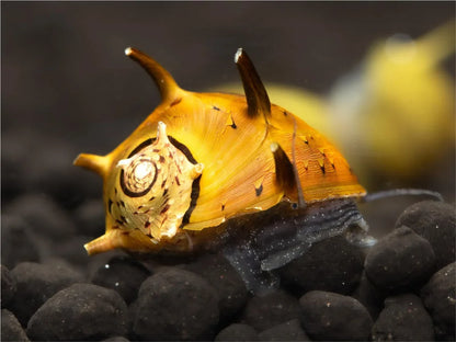 Geweihschnecke Bunt - Cliton Sp.