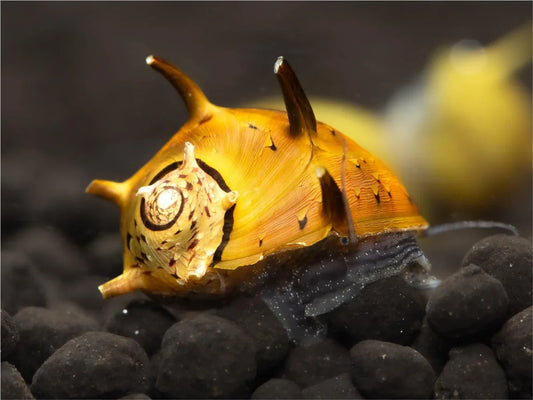 Geweihschnecke Bunt - Cliton Sp.