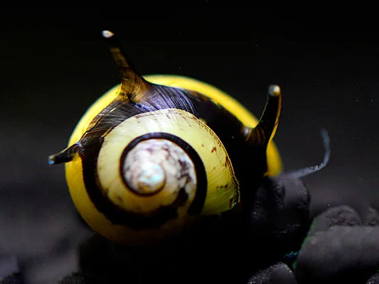 Geweihschnecke Schwarz/Gelb - Cliton Sp.