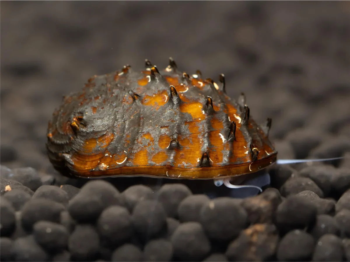 Horn Schnecke - Neritina Juttingae