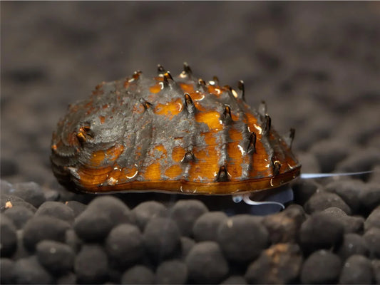 Horn Schnecke - Neritina Juttingae