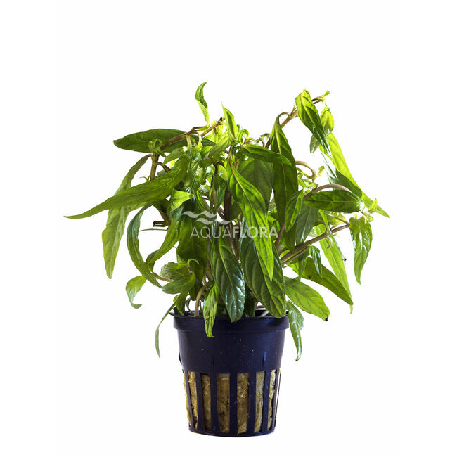 Hygrophila 'Pantanal Wavy' | Wellig gewachsene, farbintensive Aquariumpflanze fürs Aquascaping