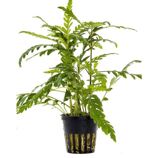 Hygrophila pinnatifida | Farnähnliche, rotbraune Aquariumpflanze fürs Aquascaping