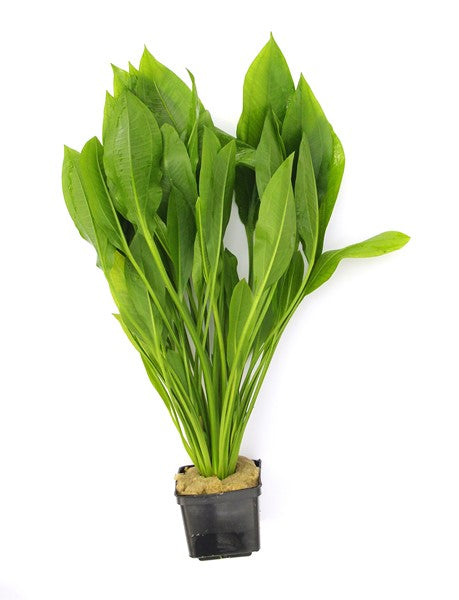 Echinodorus grisebachii ‘Bleherae’ | Monumentale XXL-Schaupflanze