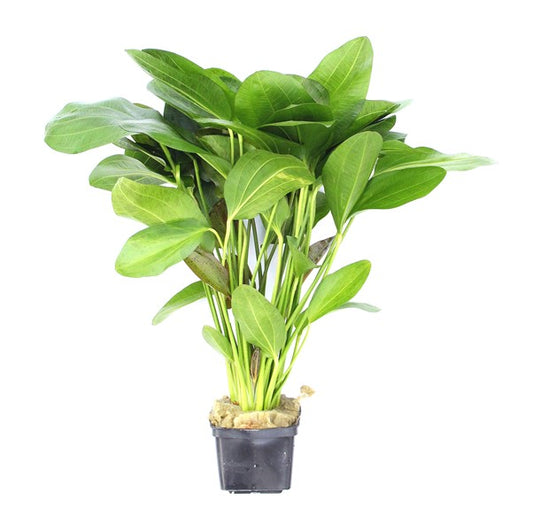 Echinodorus ‘Ozelot’ | Gefleckte XXL-Schaupflanze fürs Aquarium