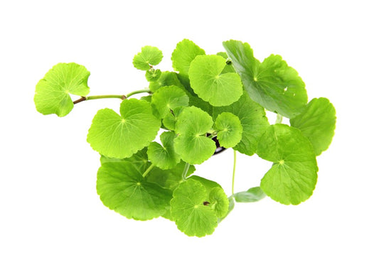 Hydrocotyle leucocephala | Üppige XXL-Schaupflanze mit Rundblättern