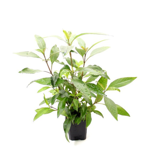 Hygrophila corymbosa ‘Stricta’ | Kräftige XXL-Schaupflanze fürs Aquarium