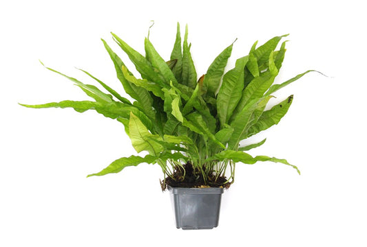 Microsorum pteropus | Massive XXL-Schaupflanze für große Aquarien