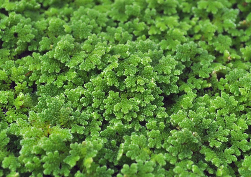 Azolla filiculoides | Rote Schwimmpflanze fürs Aquarium & den Gartenteich