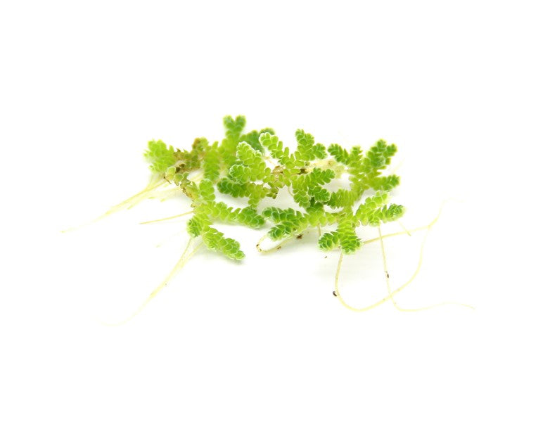Azolla filiculoides | Rote Schwimmpflanze fürs Aquarium & den Gartenteich