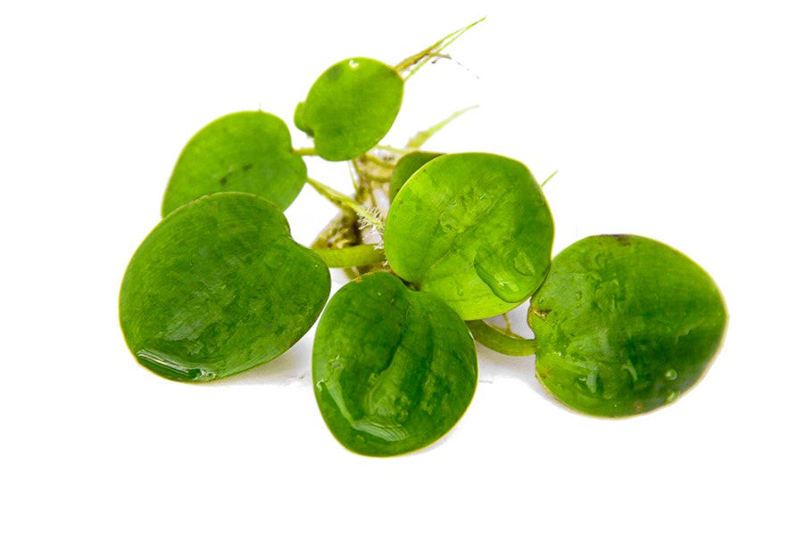 Limnobium laevigatum | Schwimmpflanze – Portion fürs Aquarium